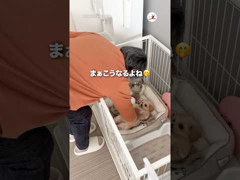 犬を迎えるのを反対してた母だけど…｜PECO サムネイル