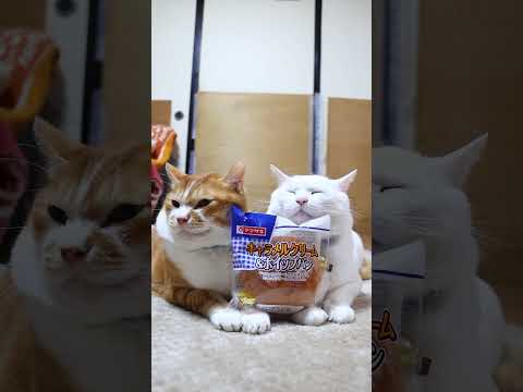 キャラメルクリーム&ホイップパン　260105　のせ猫　 cat cute ねこ　 猫のいる暮らし　 ネコ　 猫のいる… サムネイル