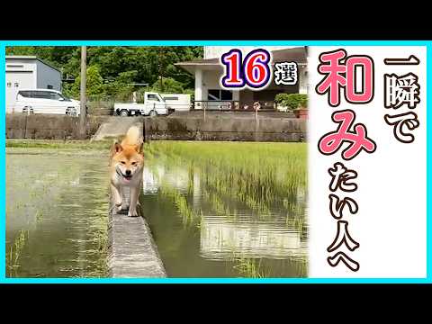 【16選】ペットたちが日常にいる喜びを感じられる動画|PECO