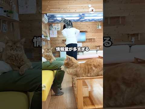 情報量が多すぎる🤭｜PECO サムネイル