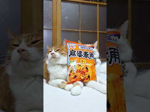 麻婆春雨 甘口　260606　 cat のせ猫 cute　 麻婆春雨  cutecat 春雨　 kitty 茶白ネコ… サムネイル