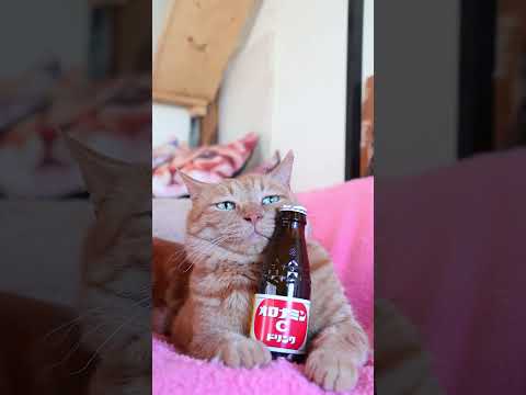 オロナミンCドリンク　260612　 cat のせ猫 cute　 オロナミンCドリンクオロナミンCcutecat　 ド… サムネイル