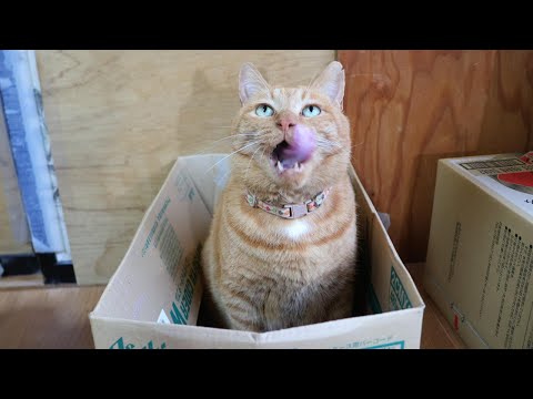 麦茶におやつ　260120 サムネイル
