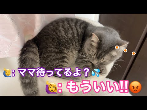 猫たちのせいでママがふてくされました サムネイル