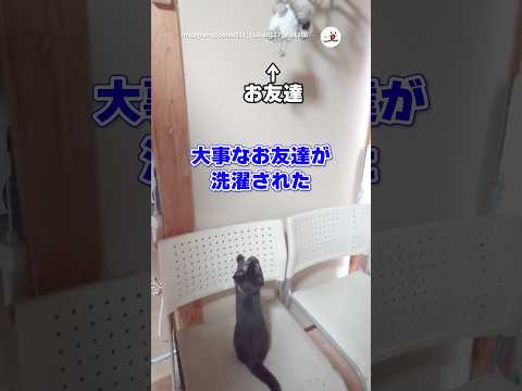 大事なお友達が洗濯された...|PECO