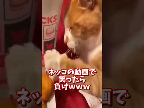 ネッコの動画で笑ったら負けwww 2ch 動物 猫 癒やし ねこ動画 ねこ