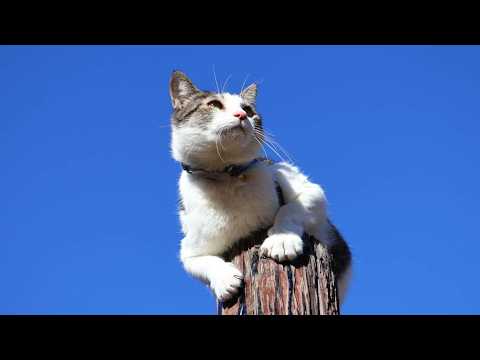 てっぺんのさばじろう　260419 サムネイル