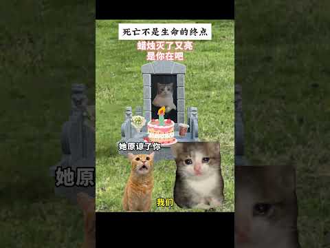 科学解释不了的东西 那就交给爱 有趣 猫meme 猫meme剧场 猫meme小剧场 内容过于真实 故事 貓 猫猫me…