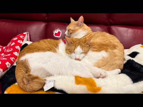 絶対に他の猫と一緒に寝なかったチップが、ついに自分から一歩を踏み出しました…！ サムネイル