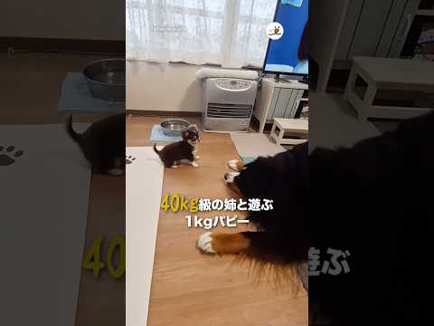 40kg級の姉と遊ぶ1kgパピー｜PECO サムネイル
