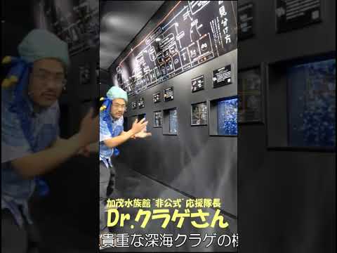 新生　加茂水族館のここがすごいよ！その⑨ 水族館 加茂水族館 aquarium Dr.クラゲさん
