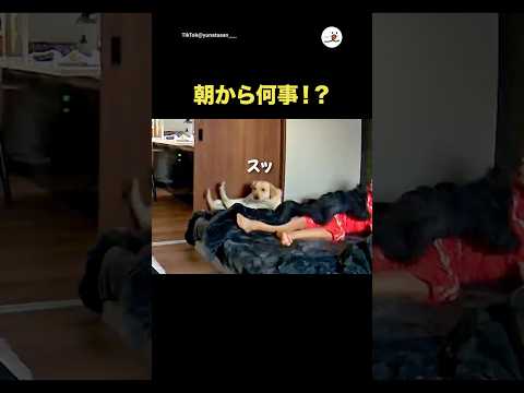 朝から何事！？｜PECO