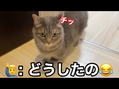 ただいまって撫でただけなのに…なぜかブチギレた猫 サムネイル