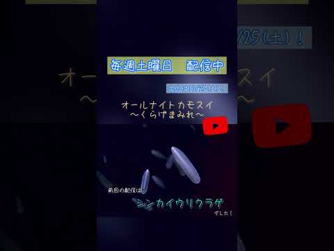 第223回 オールナイトカモスイ〜くらげまみれ〜 シンカイウリクラゲ shorts サムネイル