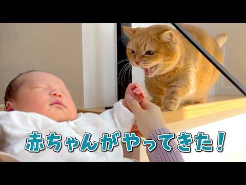 赤ちゃんと初対面を果たした人見知りマンチカンの反応が可愛すぎる！ サムネイル