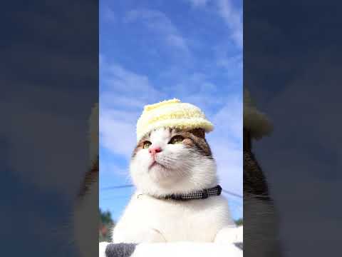 黄色帽子　260306　のせ猫　 cat　 cute　 ネコ　 猫のいる暮らし　 ねこ　 猫　 cutecat　 猫の… サムネイル
