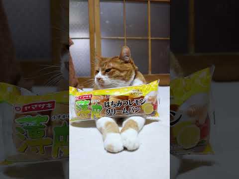薄皮はちみつレモンクリームパン　260524　 cat のせ猫 kitty　 薄皮はちみつレモンクリームパン ネコ c… サムネイル