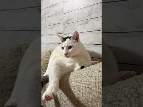 残念ですが…この動画に意味はない サムネイル