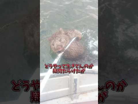 人さんウォンバットへの愛がついに極まるｯｯ! サムネイル