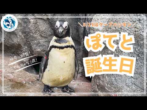 【誕生日】ケープペンギン「ぽてと」2歳の誕生日【サンシャイン水族館】 サムネイル