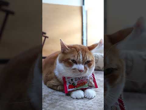 ミルクないちごのサンダー　260306　のせ猫　　 cat cute　 ネコ　 猫のいる暮らし　 ねこ　 猫　cute… サムネイル