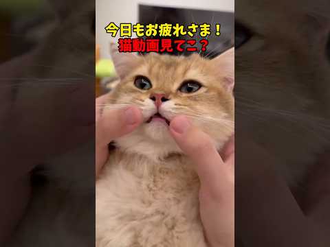 抱腹絶倒間違いなしの猫動画🎥 猫 cat cats cute サムネイル