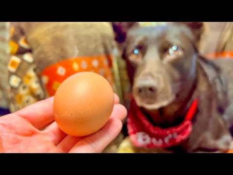 スーパーの鶏が産んだ卵を育ててみた結果。。 サムネイル