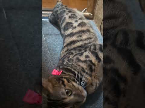 ミャク子さんベンガル1歳3ヶ月shorts funny 猫ミャク子bengali