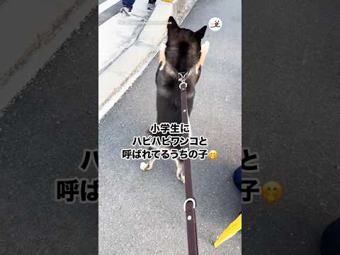 ハピハピワンコ😂｜PECO サムネイル