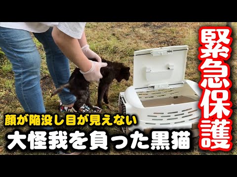顔半分が陥没し目が潰れ尻尾が壊死した黒猫を緊急保護しました サムネイル