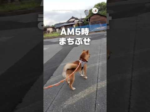新聞の配達員さんが大好き｜PECO サムネイル