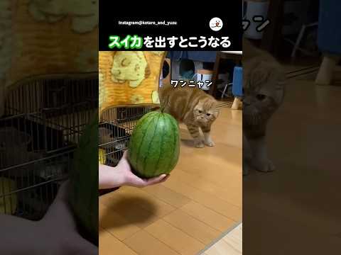 スイカは敵|PECO