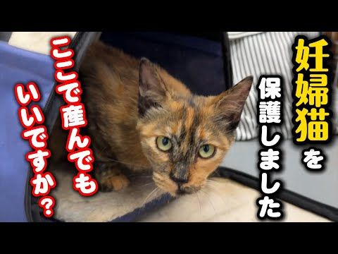 最後の出産を控える妊婦猫を保護しました