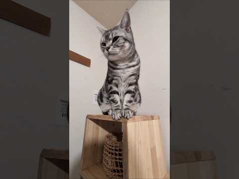 アメショーのラッテ アメショ アメリカンショートヘア ＃猫との暮らし猫と暮らす家猫