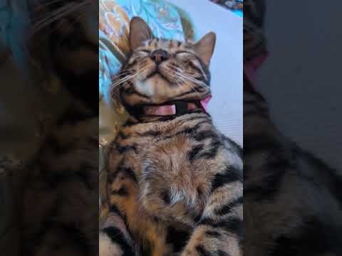シャム猫ベンガル猫shorts funny 猫catミャク子ガッツ君