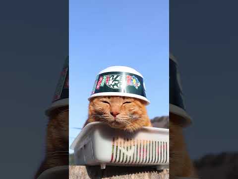 日清のどん兵衛 きつねうどん [東]　260410　のせ猫　 cat　 cute　 猫のいる暮らし　 kitten… サムネイル