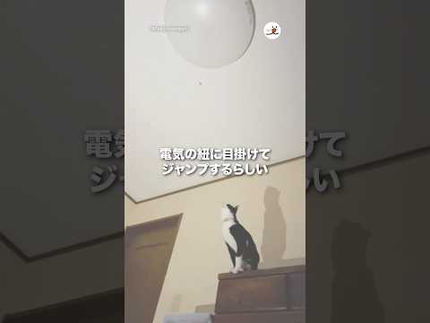 電気の紐に目掛けてジャンプする猫｜PECO