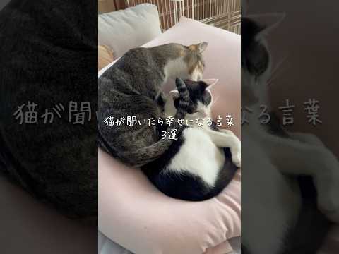 猫が聞いたら幸せに言葉3選 猫 ねこ 猫のいる暮らし 猫好きさんと繋がりたい 猫動画 猫のいる生活 ねこ動画 ねこのい… サムネイル