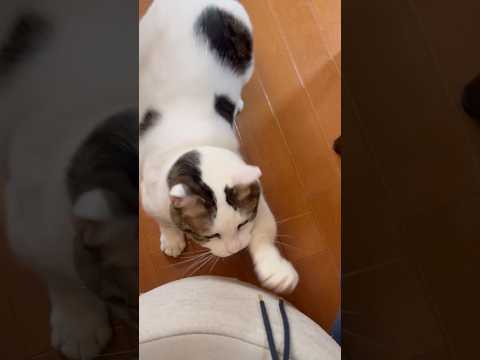 あっ用事あるの忘れてた サムネイル