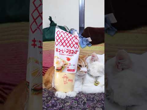 キューピーマヨネーズ　260531　 cat のせ猫 cute　 マヨネーズ ねこ ネコ　 猫 キューピーマヨネーズ… サムネイル