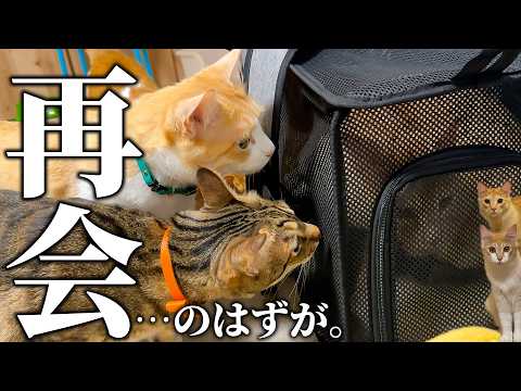 【緊張】しばらく子猫たちを家で預かることになったのですが、久しぶりの再会でとんでもない変化が起こっていました…！ サムネイル