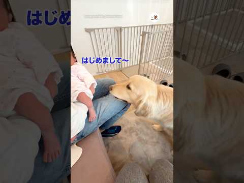 はじめは戸惑っていた愛犬が…｜PECO サムネイル