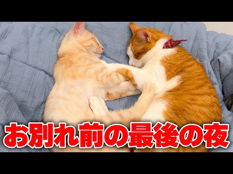 子猫たちとお別れする最後の夜に奇跡が起きました…！ サムネイル