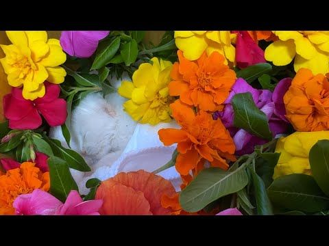 夜中に突然体調が急変し虹の橋を渡りました