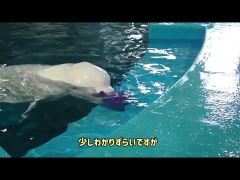 フィーダー2  名古屋港水族館 サムネイル