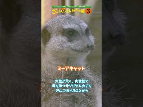 【ミーアキャット】サバンナのギャング【サンシャイン水族館】shorts 水族館