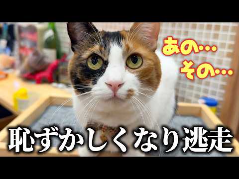 猫が自分の勘違いに気づいてしまった結果…。 サムネイル