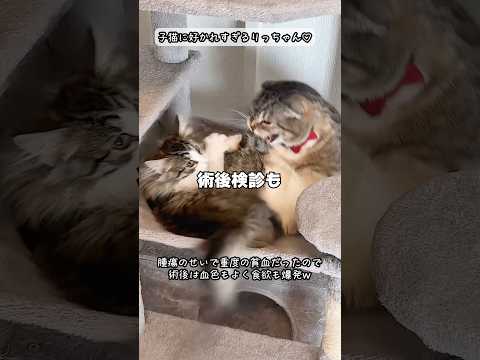 レオンくんの病気とよめぞーの手術について 猫 サムネイル