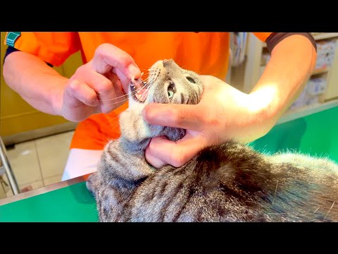 話題の猫の声変わり診察結果｜病院で判明した驚きの原因 サムネイル