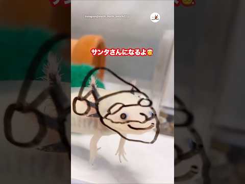 サンタさん爆誕🎅｜PECO サムネイル